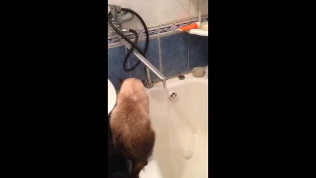 Кошка умывается , как человек! смотреть онлайн
