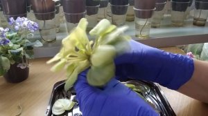 Болезни фиалок. Хлороз и корневая гниль. Признаки, причины и как исправить ситуацию.