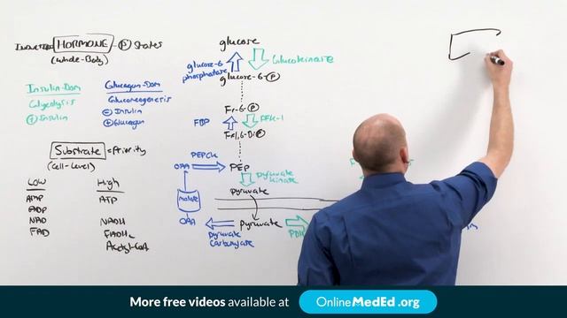 Basic Sciences _ Metabolism _ Carbohydrate Regulation _ @OnlineMedEd.mp4 смотреть онлайн