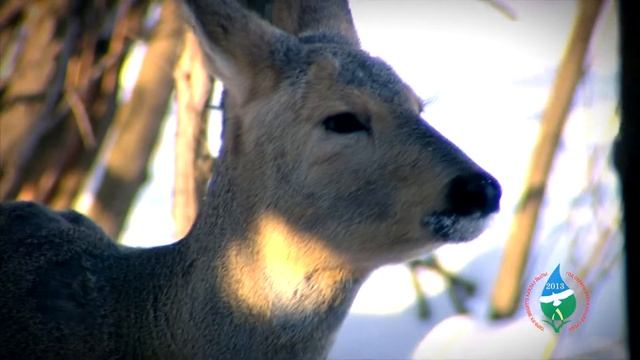 Охрана животных от браконьеров в Республике Башкортостан смотреть онлайн
