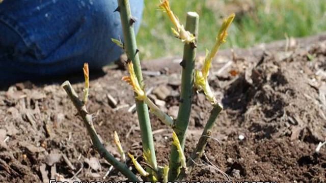 Роза Бенджамин Бриттен смотреть онлайн