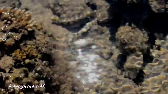 Мария Карсунская - Молочный берег смотреть онлайн