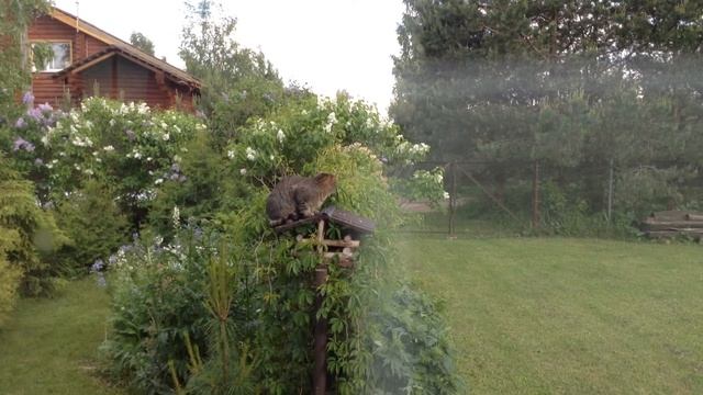 Кот Греф и кормушка для птиц. Часть 2 (летняя) смотреть онлайн