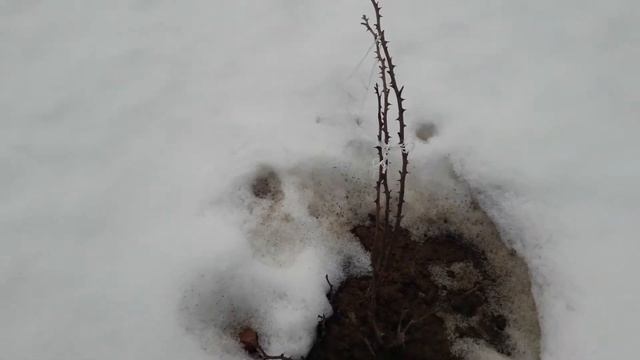 Урал.Как перезимовали мои розы без укрытия.