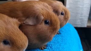 Купить свинку в питомнике Tutti-Frutti