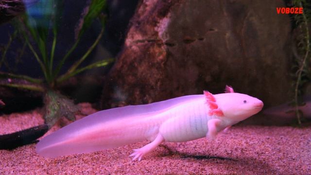 Аксолотль в аквариуме. Содержание и совместимость аксолотлей смотреть онлайн