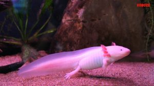 Аксолотль в аквариуме. Содержание и совместимость аксолотлей
