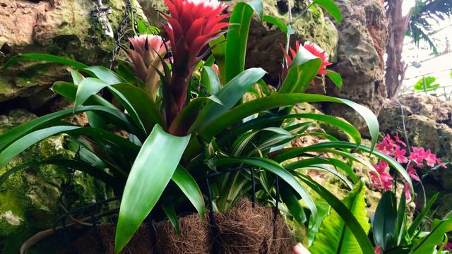 Tot ce trebuie sa stii despre Bromelii #IngrijireaFlorilor смотреть онлайн