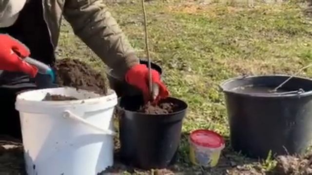 ЖИЗНЬ в ГЛУХОЙ ДЕРЕВНЕ. БЕЛАРУСЬ. САЖЕНЦЫ ПОСАДКА через горшок,ФУНДУК смотреть онлайн