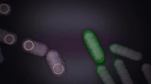 ТАБЛЕТКА ПОСЛЕДНЕГО ШАНСА — ТОПЛЕС