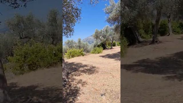 Все знают как растут оливки? Идем по оливковой роще в Баре. Черногория ?? смотреть онлайн