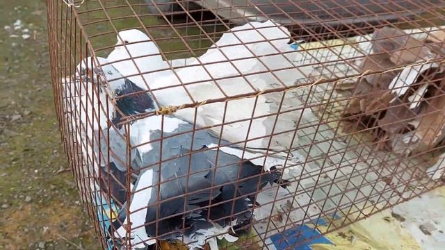 Ростовская обл.,п.Зимовники Голубиный рынок 12.02.23г. смотреть онлайн