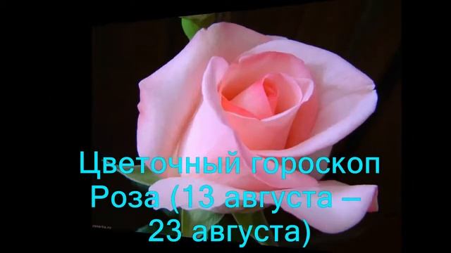 Роза цветочный гороскоп по знаку зодиака смотреть онлайн