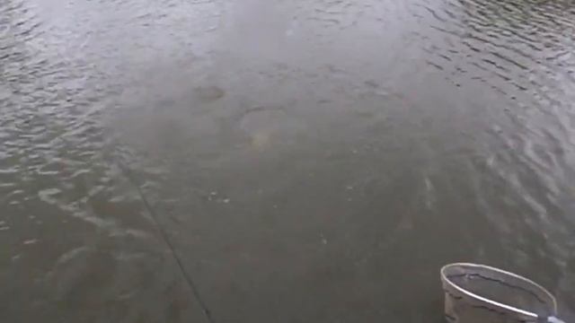 Платная рыбалка Пирогово - Коргашино смотреть онлайн