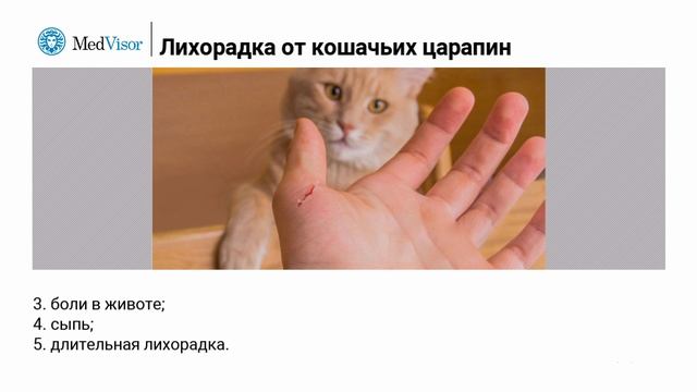 Лихорадка от кошачьих царапин смотреть онлайн