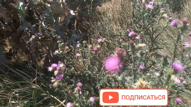 РЫБАЛКА на НИЖНЕЙ ТЕРСЕ "БАМ" САЗАН + КАРАСЬ + ОКУНЬ #украина #рыбалка #карась #карп #окунь смотреть онлайн