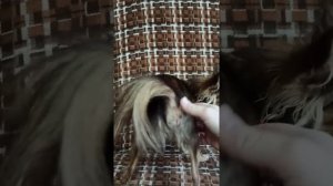 В какие дни нужно вязать течную суку? Признаки половой охоты. ВЯЗКА СОБАК.