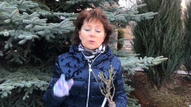 Как сохранить розы до посадки? ПРАВИЛЬНОЕ ХРАНЕНИЕ САЖЕНЦЕВ РОЗ смотреть онлайн