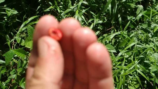 Yummy native fig (Ficus montana) in Kalimantan смотреть онлайн