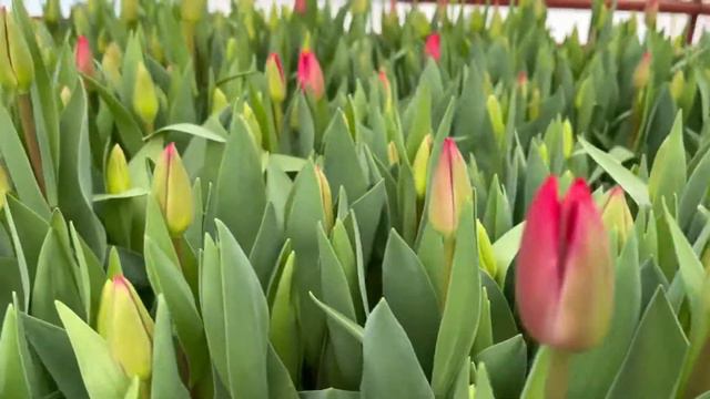 Карри смотреть онлайн