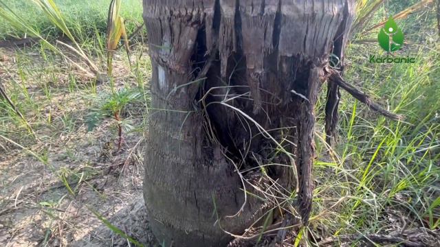 How To Grow Royal Bottle Palm | Care, Maintenance & Everything You Need To Know | King Of Palms смотреть онлайн
