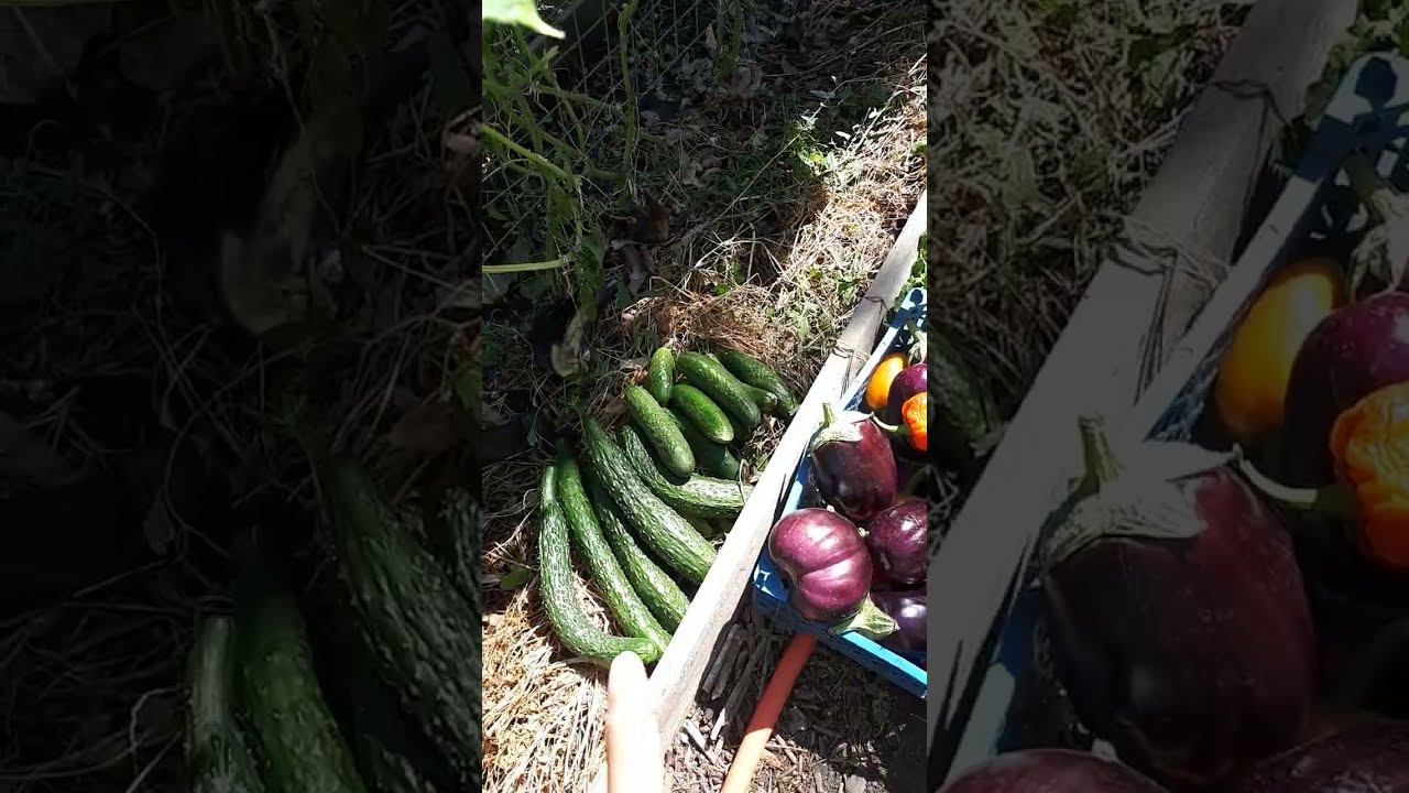 ОГУРЦЫ ОТКРЫТОГО ГРУНТА выращиваю букетным способом. СЫВОРОТКА для огурцов ЗАЧЕМ и КАК применяю. смотреть онлайн