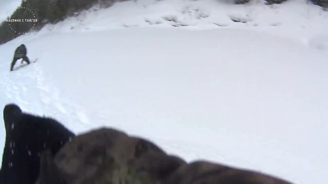 РАССТАВИЛИ ЖЕРЛИЦЫ И ПОНЕСЛАСЬ! / 3 ДНЯ В ЗИМНЕЙ ТАЙГЕ / ПРОБИВАЕМСЯ К ИЗБЕ / 100 КМ НА ТОФАЛАРЕ /1 смотреть онлайн