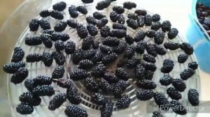 Как сушить ШЕЛКОВИЦУ!Ягода шелковица_Заготовки на зиму! Сушу шелковица!