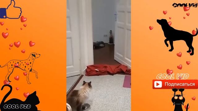 ПРИКОЛЫ ★РЕАКЦИЯ КОШЕК НА ФОКУС|#10★КОШКИ ПРИКОЛЫ★CAT REACT TO MAGIC TRICK★★ смотреть онлайн