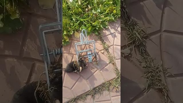 как избавиться от крота на садовом участке - поймать крота - эффективная ловушка для крота смотреть онлайн