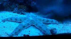 Морские животные для детей. Жители морей и океанов.Развивающее видео для детей.