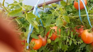 Сорт томата Столыпин. Он точно дождется вас и скрасит ваш осенний стол  02,09,23