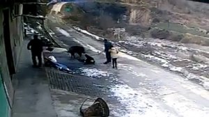 Кабан нападает на людей!!!