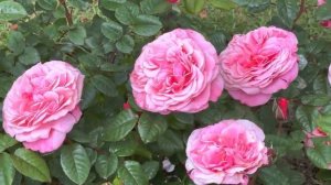 Rose Wildberry - from Rosen Tantau