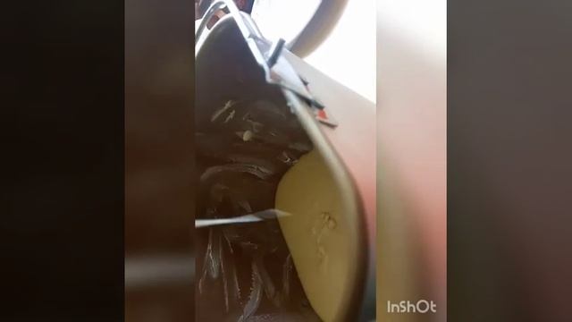 Как приготовить Шарлотку в хлебопечке? смотреть онлайн