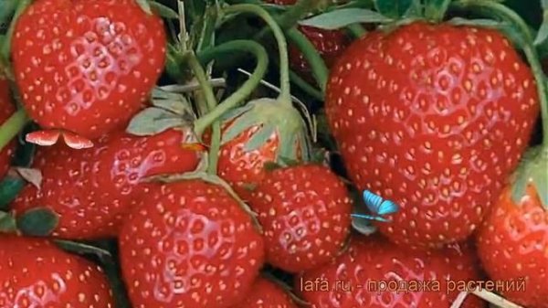 Земляника садовая Зенга Зенгана (zenga zengana) ? обзор: как сажать, рассада земляники Зенга Зенган
