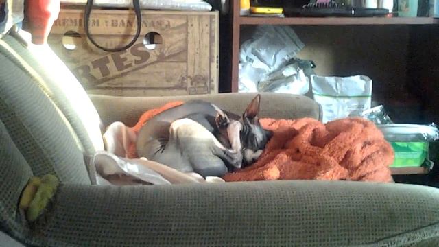 Моя кися спит дома смотреть онлайн