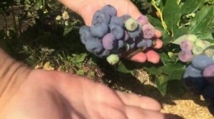 Голубика в Сибири.mp4