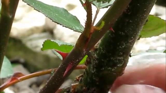 Щитовка на садовых розах. Как бороться? смотреть онлайн