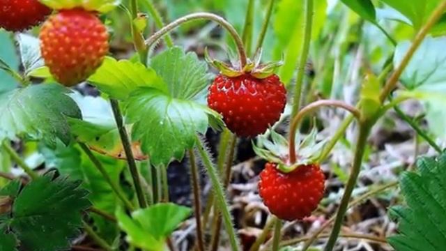 Лесные ягоды смотреть онлайн