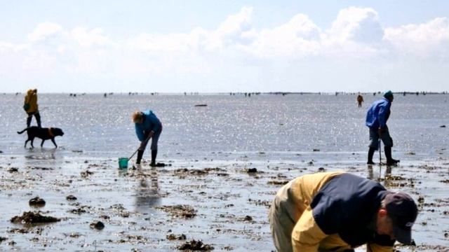 Пассаж дю Гуа ( Passage du Gois ) - дорога, которая тонет каждый день. #Франция смотреть онлайн