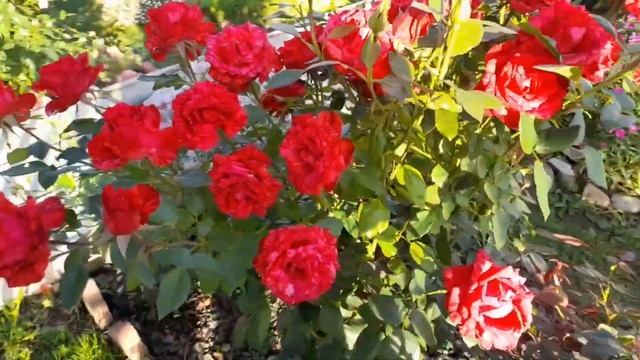 141 За окном осень, приглашаю в лето, с названиями цветов! смотреть онлайн