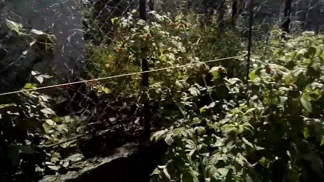 Тур по огородам . Милые котята , большой Алабай . МОЯ двоюрадная сестра. смотреть онлайн
