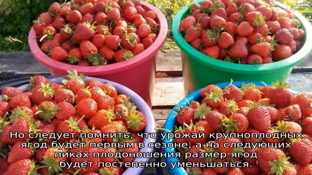 Земляника Сан Андреас смотреть онлайн
