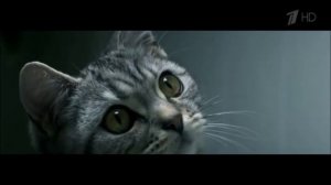 Реклама Вискас Любопытным от Природы - Апрель 2019