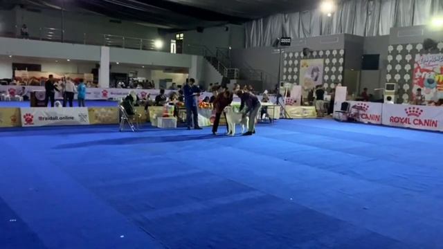 26 октября 2019 Две выставки ранга CACIB собак в Индонезии ТИМЕРТАШ ЭСМЕРАЛЬДА дочь Жаси и Карашика смотреть онлайн