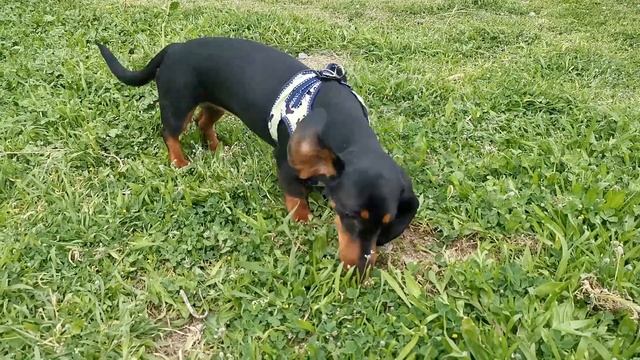 Такса и её особенности. Плюсы и минусы породы