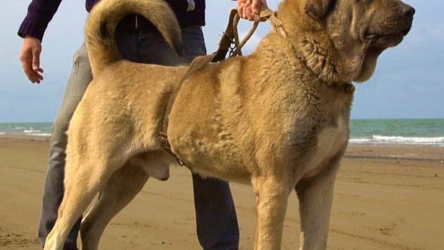 Kurdish Mastiff - Pshdar Dog - Pejdar Dog - Facts and Information смотреть онлайн