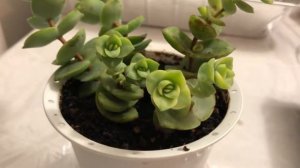 Crassula perforata leaf and stem cutting propagation results