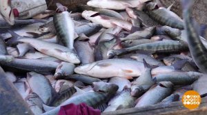 Астраханская рыбалка. Доброе утро. Суббота. Фрагмент выпуска от 23.03.2024